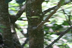 Erythroxylum lanceolatum